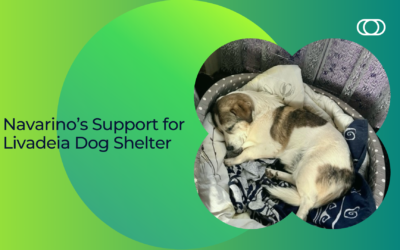 Navarino’s Support for Livadeia Dog Shelter